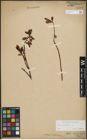 Foto von Salix phylicifolia L.